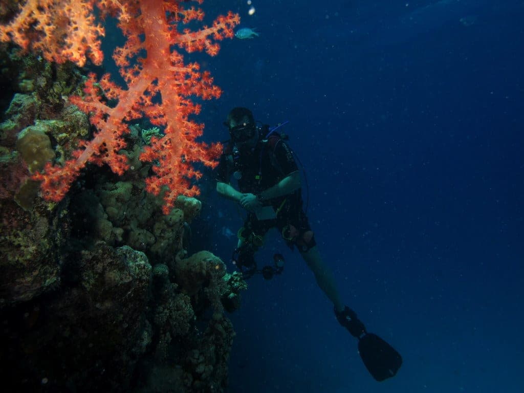 A scuba diver explores a coral reef beside vivid red soft coral.